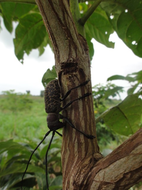 New insect pest in forest Tanzania