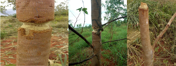 Paranaleptes reticulata in Tanzania