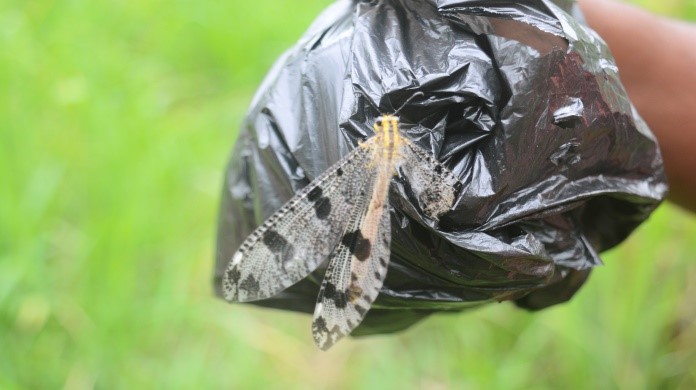 forest insect collection methods in Tanzania 6