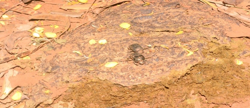 forest insect collection methods in Tanzania 8