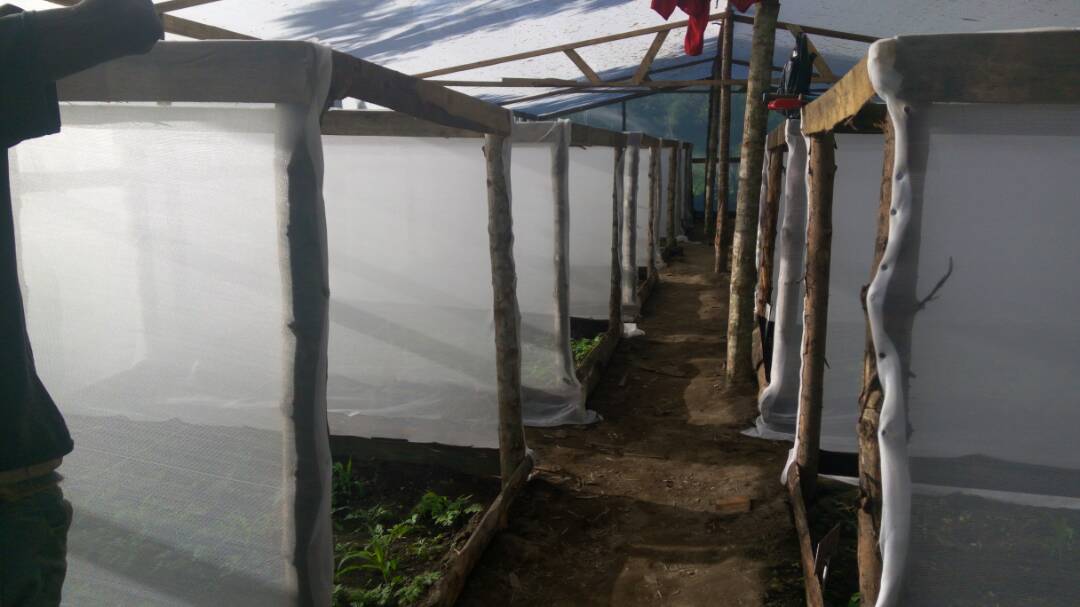 Control of invasive weed Parthenium hysterophorus using biological control in Tanzania