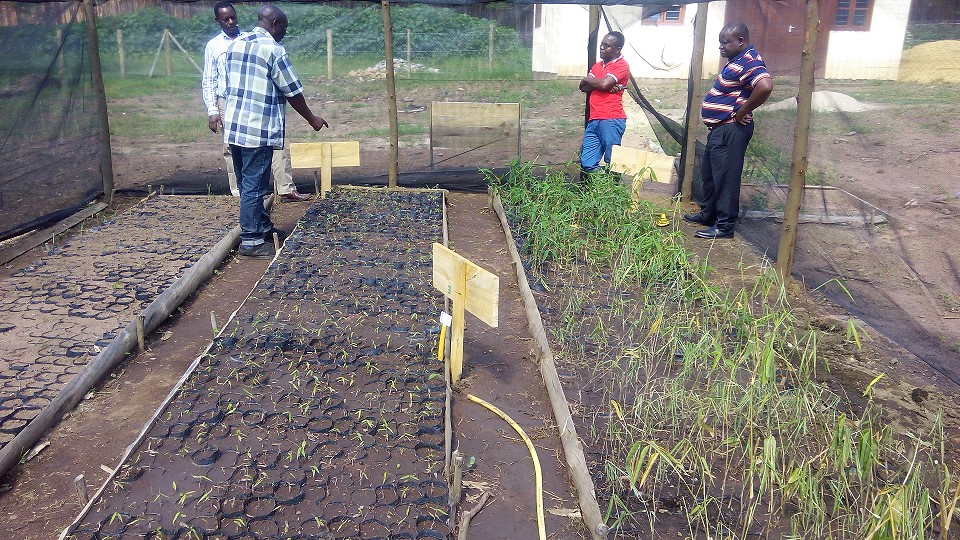 Establishment of bamboo plantation in Tanzania