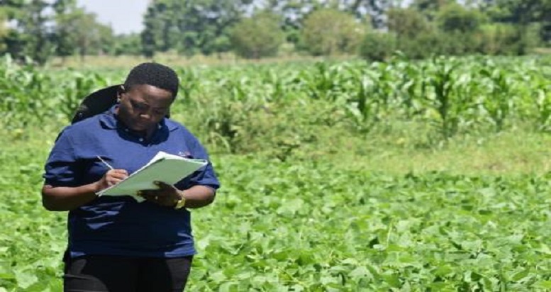 Is Agroforestry in Northern Tanzania a potential habitat for Insect pollinators? Research is underway to answer this