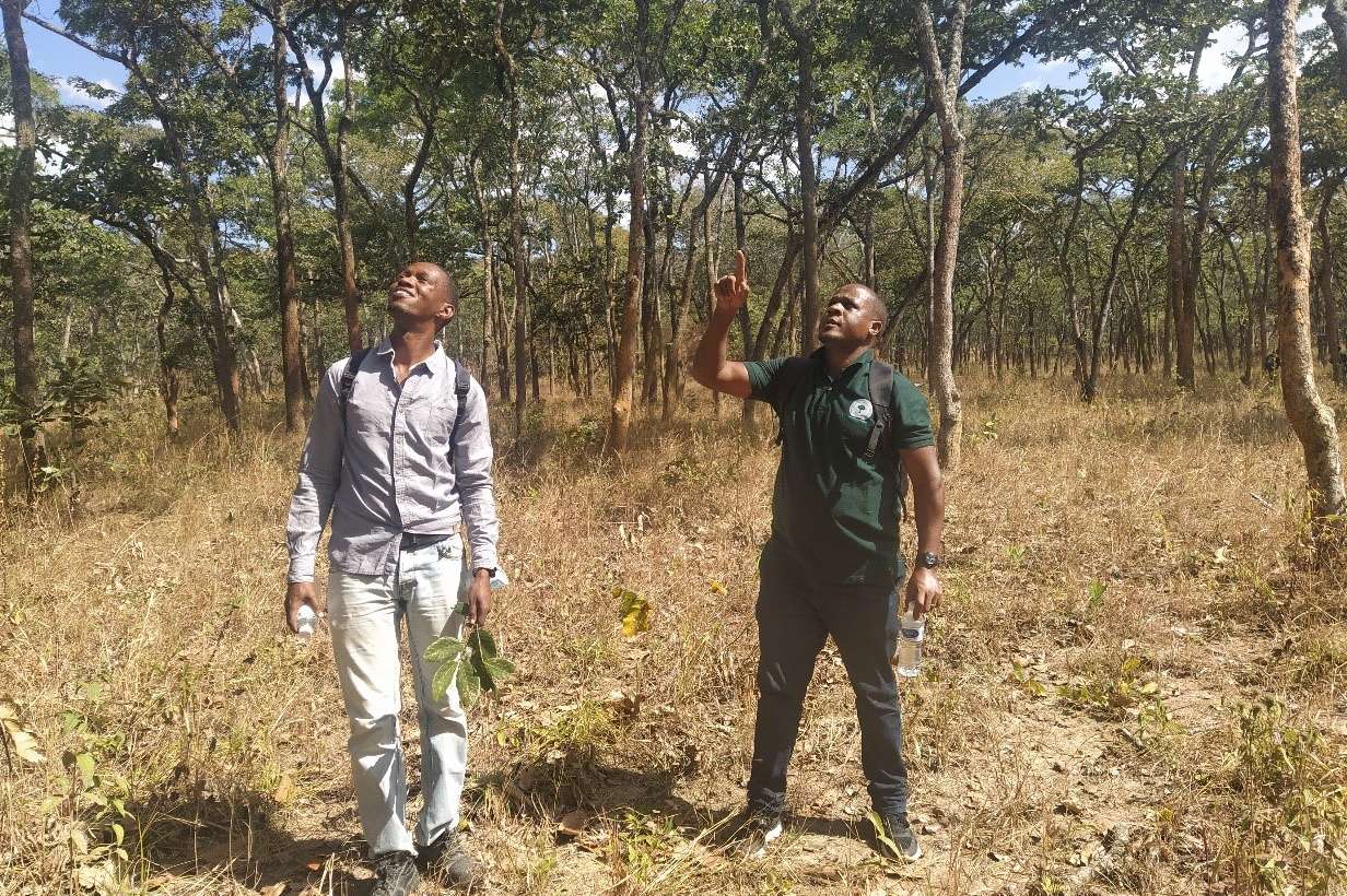 Understanding the effects of climate variability/change on the phenology of dominant tree species in Miombo woodlands