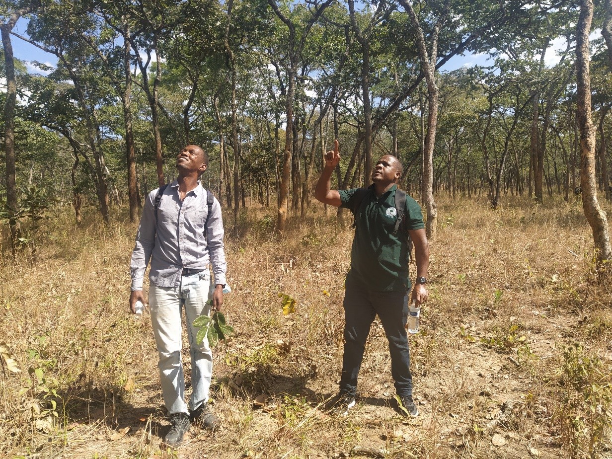 Understanding the effects of climate variability/change on the phenology of dominant tree species in Miombo woodlands