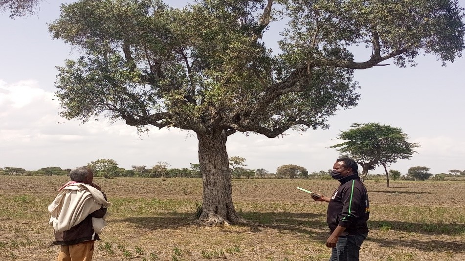 Local people’s perceptions, practices, and ethnobotanical knowledge of traditional medicinal plants among three ethnic groups in peri-urban areas of south-central Ethiopia