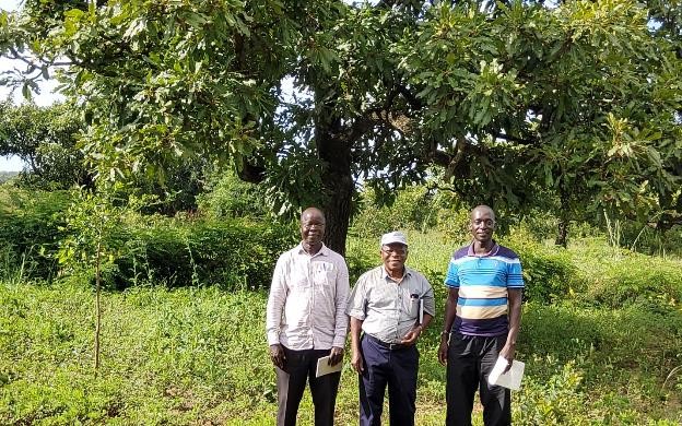 In Vitro Propagation of the Shea Butter Tree (Vitellaria paradoxa C.F. Gaertn.) in Uganda