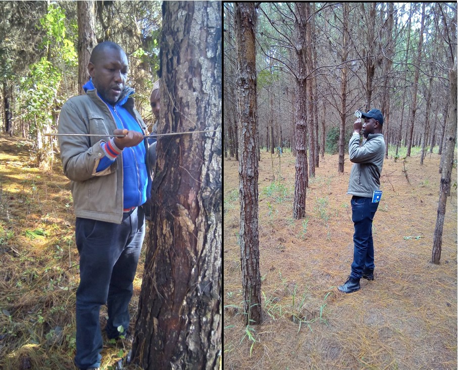 Soil Quality Index as A Function of Forest Productivity in Pinus Patula Plantations of Tanzania