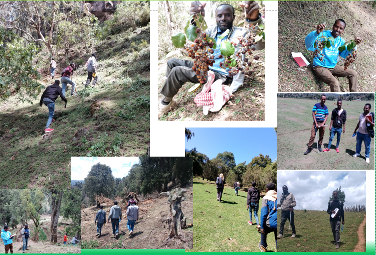 Participatory forest management as a guarantee for a remnant dry afro-montane forests of Ethiopia