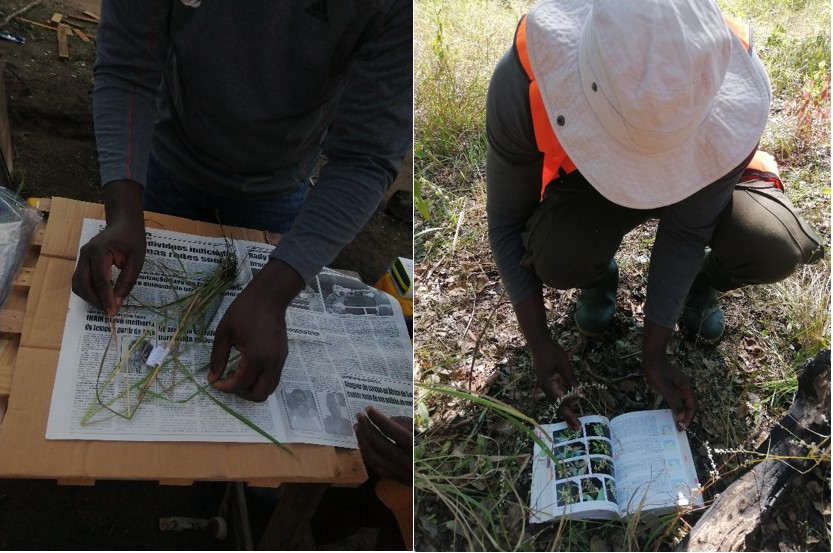 Fires in Miombo Woodland and Their Impact to Climate Change