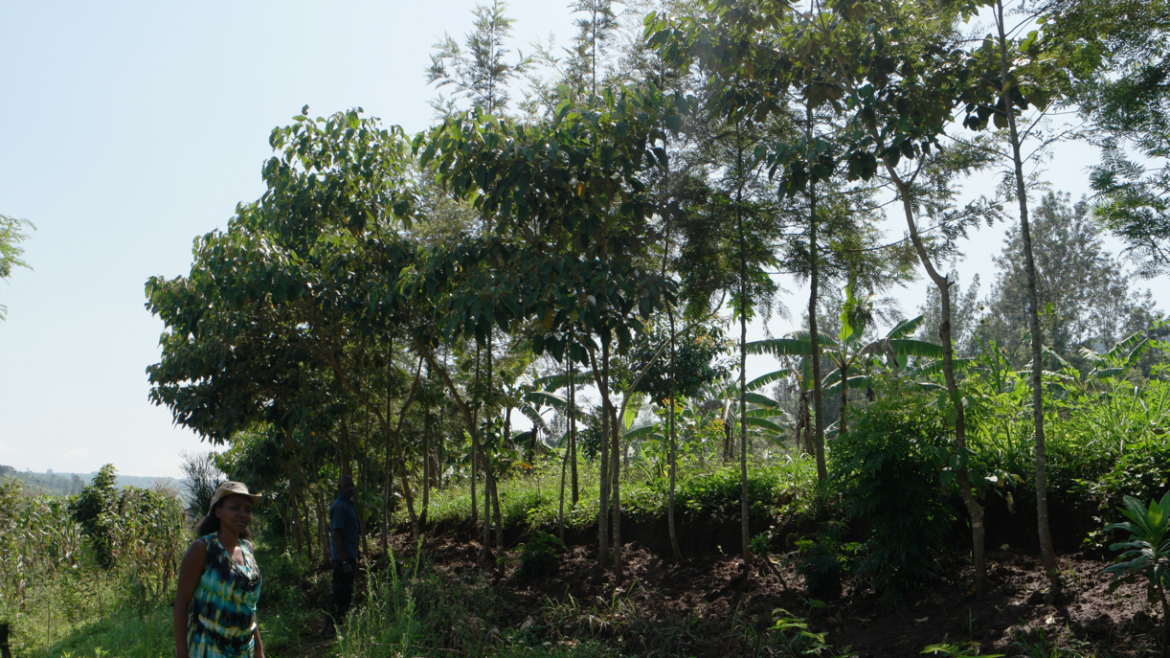 Potential of organic inputs from Agroforestry tree biomass to improve soil nutrients content