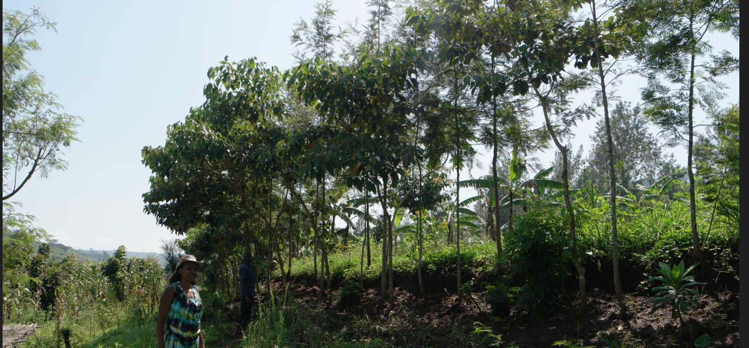 Potential of organic inputs from Agroforestry tree biomass to improve soil nutrients content