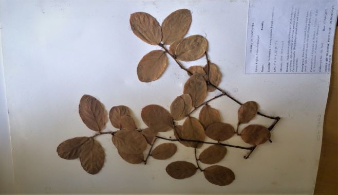 Sample of plant specimen