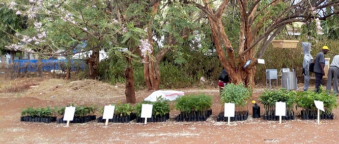 tree seedlings for demostration