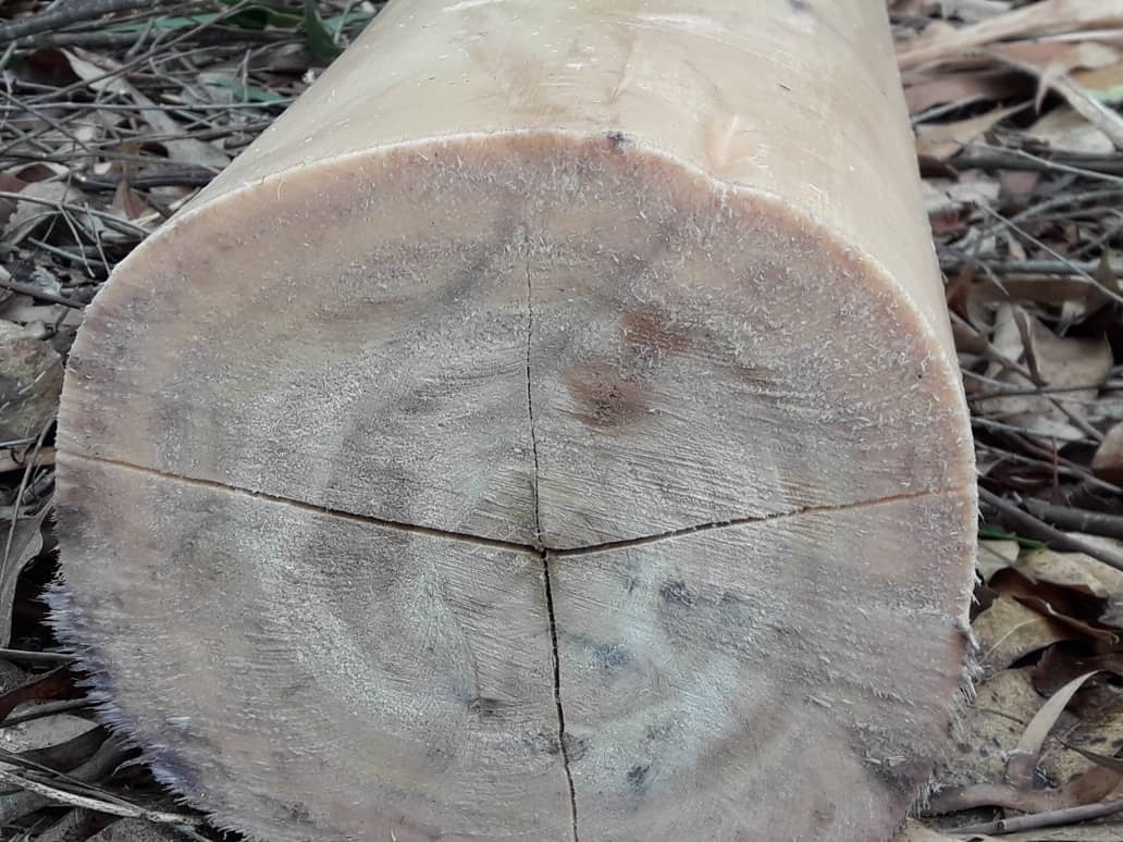 Assessing wood end splitting