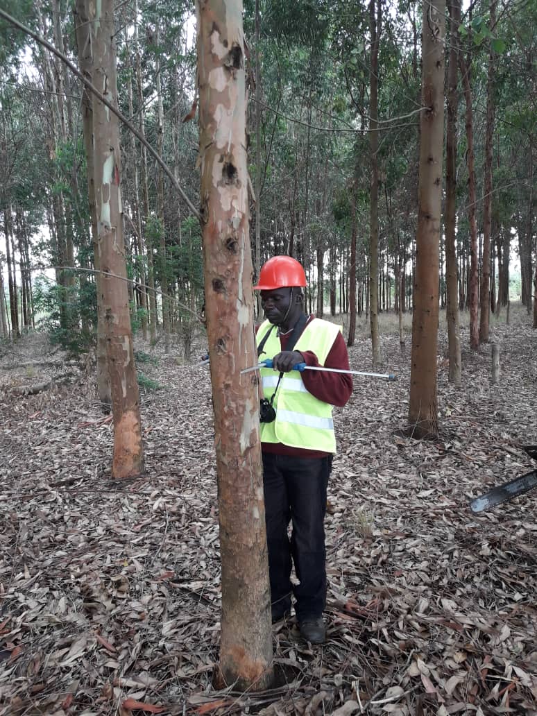 Tree stem diameter measurements