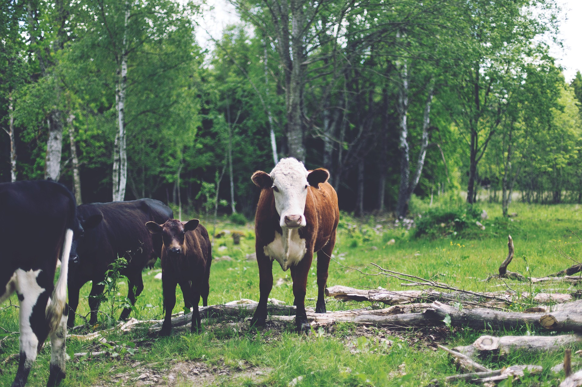 livestock trees forest cattle cows